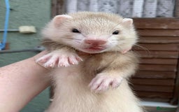 Ferret rodents for sale:  SOLD Please get in touch if looking for a kit - Image 3