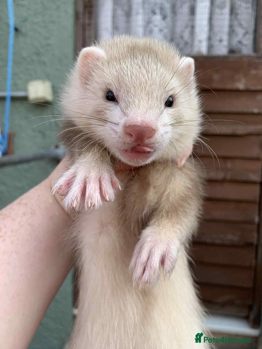 Ferret rodents for sale:  SOLD Please get in touch if looking for a kit - Image 3