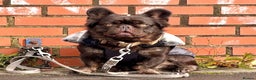 French Bulldog dogs for sale: Ready now-  Well bred, beautiful temperament pups - Advert 13