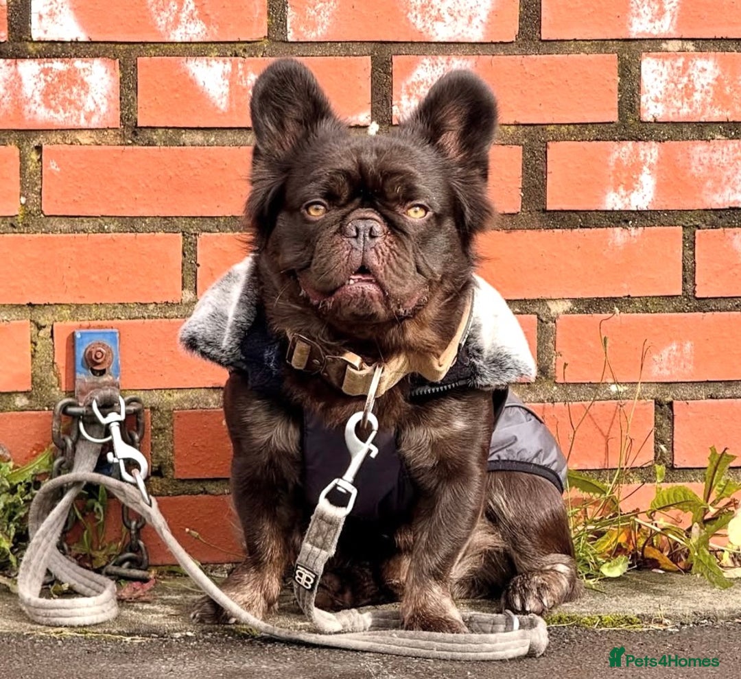 French Bulldog dogs for sale: Ready now-  Well bred, beautiful temperament pups - Advert 13