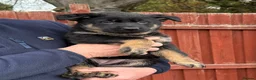German Shepherd dogs for sale: KC Reg Working Line German Shepherd Pups. - Advert 11