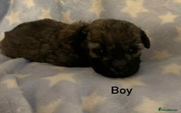 Poochon dogs for sale: F1 Poochon puppies  - Image 7