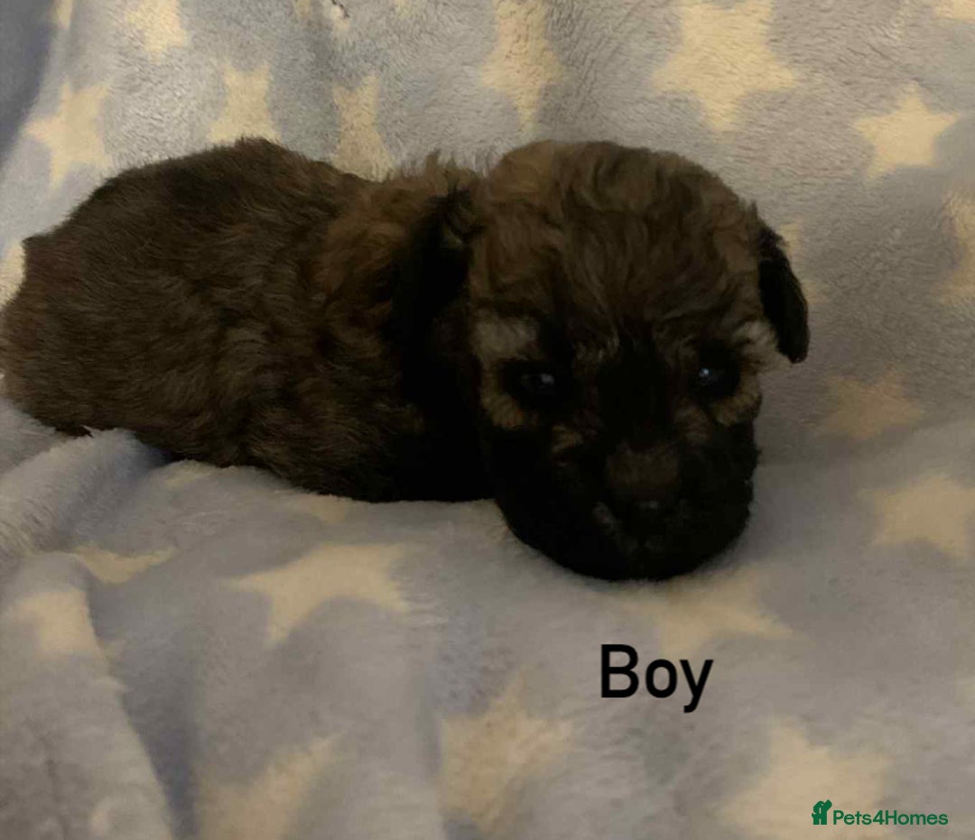 Poochon dogs for sale: F1 Poochon puppies  - Image 7