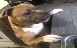 Mixed Breed dogs for sale: staffy x mixed breed. read description for more - Advert 1