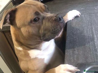 Mixed Breed dogs for sale: staffy x mixed breed. read description for more - Advert 1