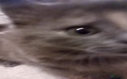 Maine Coon cats for sale: Maine coon kitten - Image 2