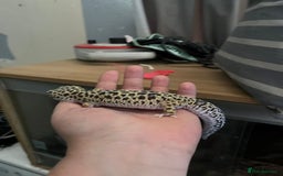 Gecko reptiles for sale: 2 Leopard Ghekos, one is Albino - Image 2