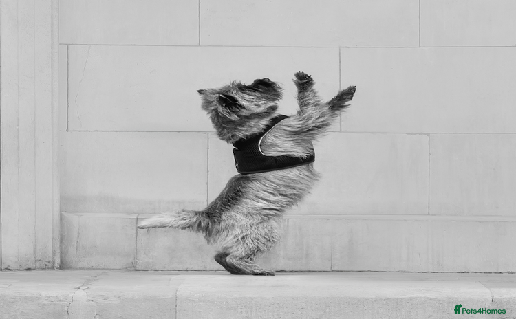 Cairn Terrier dogs in Guildford - Advert 1