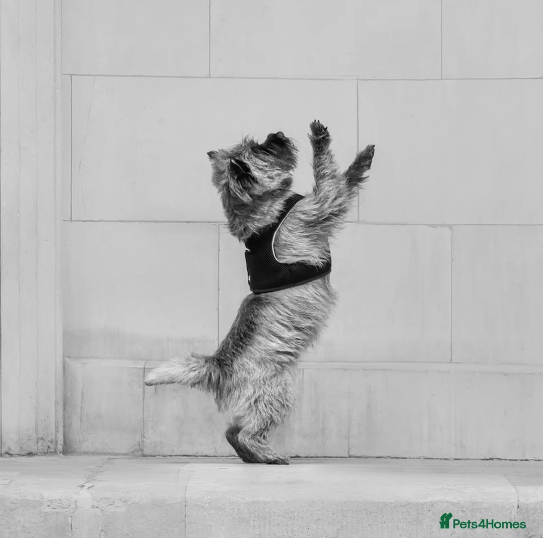 Cairn Terrier dogs for stud: Proven KC Registered Show Dog for Stud - Advert 2