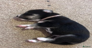 Mixed Breed dogs - Advert 12