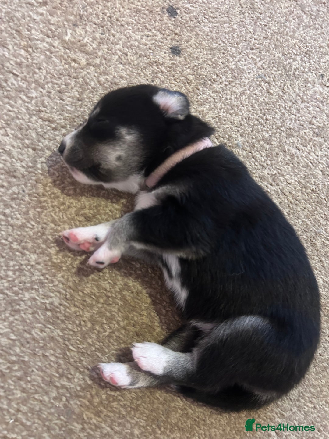 Mixed Breed dogs for sale: Huskadors/labskys - Image 3