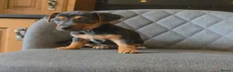 Jack Russell dogs for sale: Traditional Working Jack Russell Pups  - Advert 3