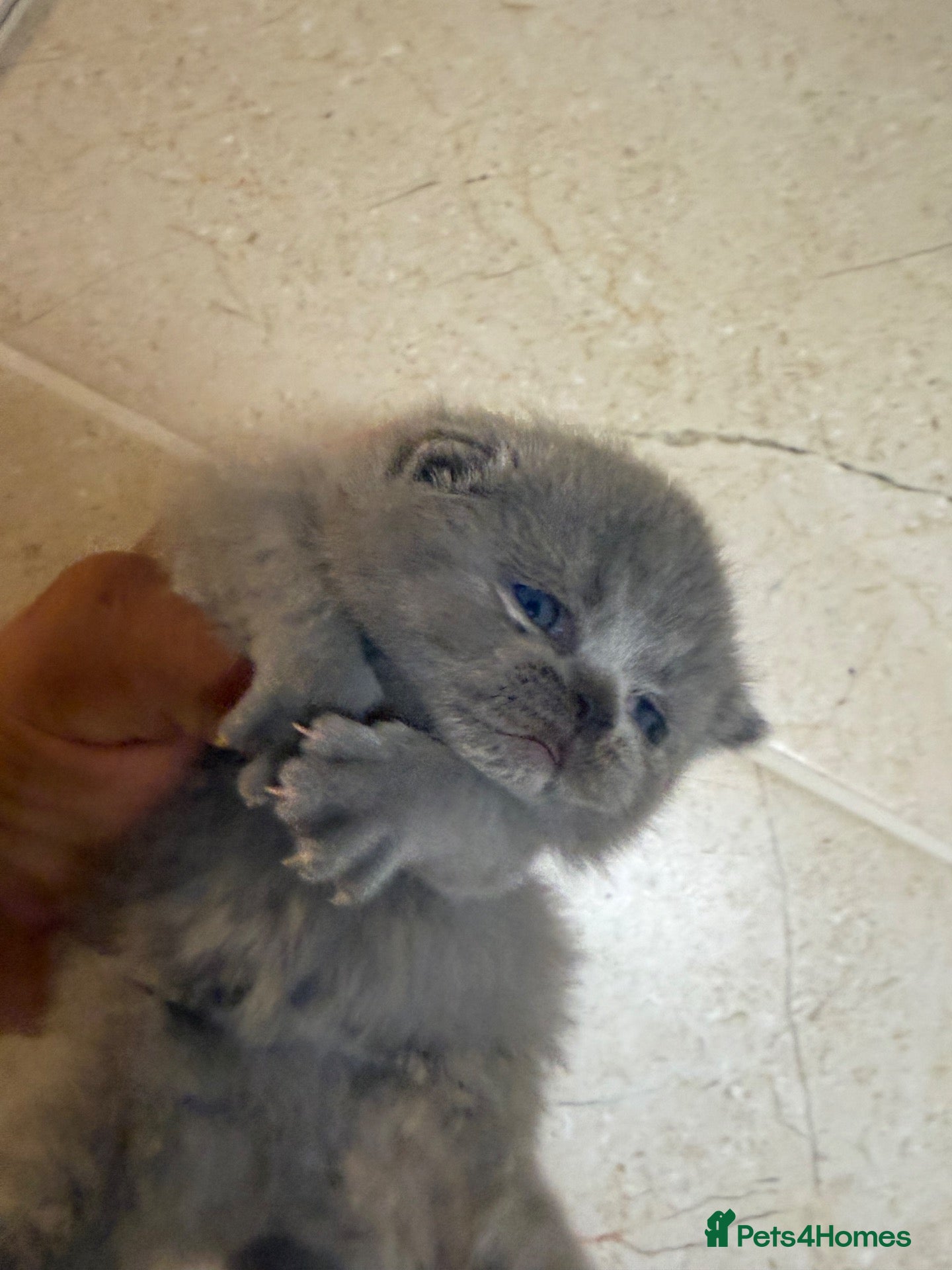 British Shorthair cats Blue girl ready for 31 October  - Advert 2