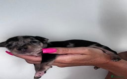 Chihuahua dogs for sale: 3/4 chihuahua 1/4 jack russell - Image 15