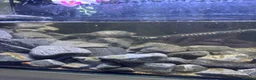 Turtle reptiles for sale: 2 turtles with tank - Advert 4