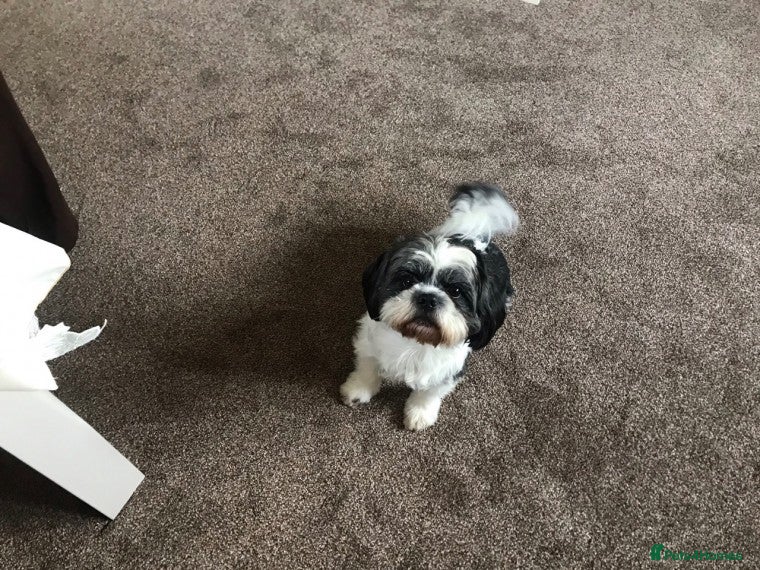 Shih Tzu dogs Proven stud in Cannock - Advert 3