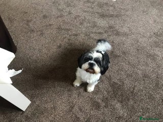 Shih Tzu dogs in Cannock - Advert 8