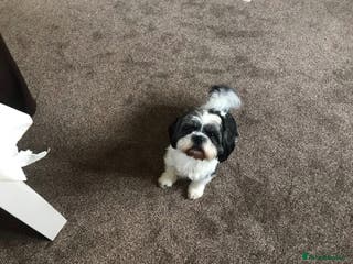 Shih Tzu dogs Proven stud in Cannock - Advert 9