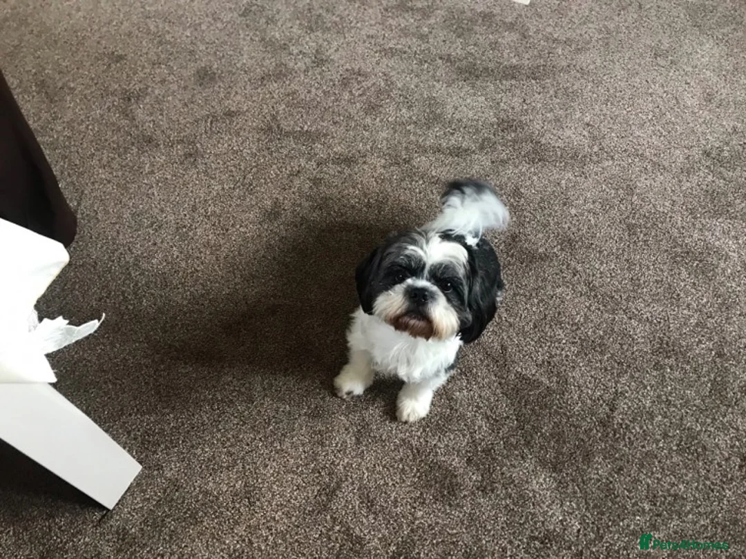 Shih Tzu dogs for stud: Proven stud in Cannock - Advert 1
