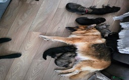 German Shepherd dogs for sale: German shepard puppies  - Image 12