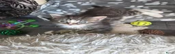 Mixed Breed cats for sale: Tabby kittens  - Advert 5