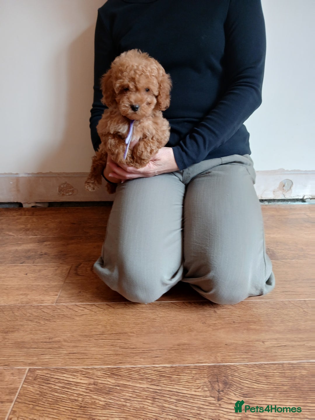 Cockapoo dogs for sale: Cockapoo puppies  - Image 13
