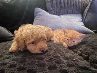 Mixed Breed cats Ginger Bengal boy kittens ready to go - Advert 1