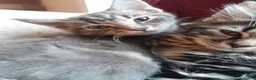 Mixed Breed cats for sale: 4 attractive Turkish Angora/Maine Coon kittens in Newquay - Advert 11