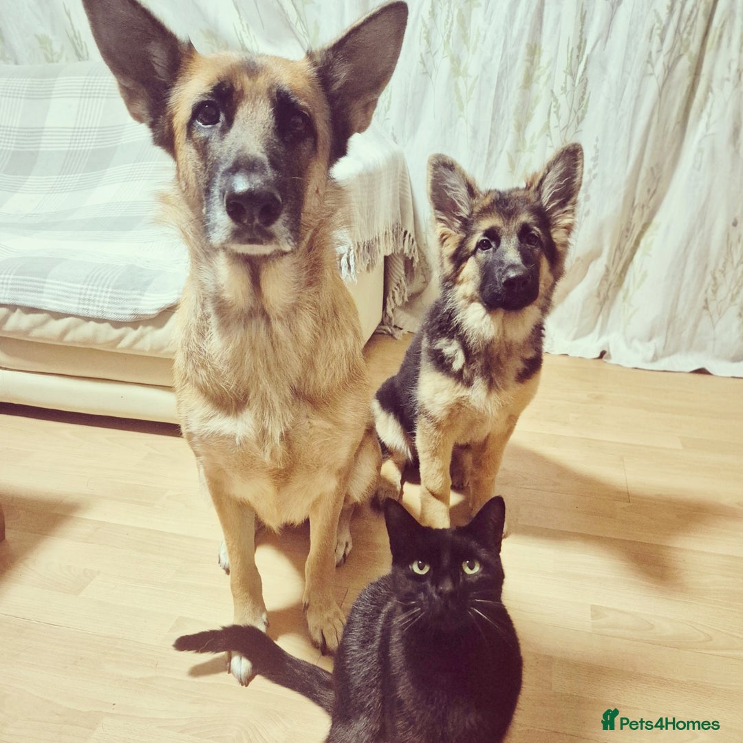 German Shepherd dogs for sale: German shepherd bitch  - Advert 3