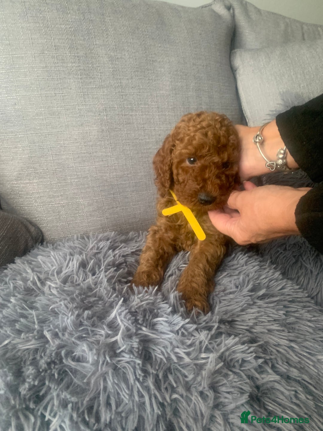 Labradoodle dogs for sale: Miniature Labradoodle  - Advert 17