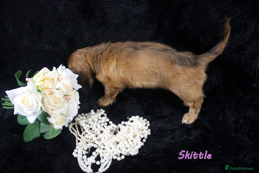 Miniature Dachshund dogs for sale: KC PRA Clear Mini Longhair Daxies – Dapple - Advert 22