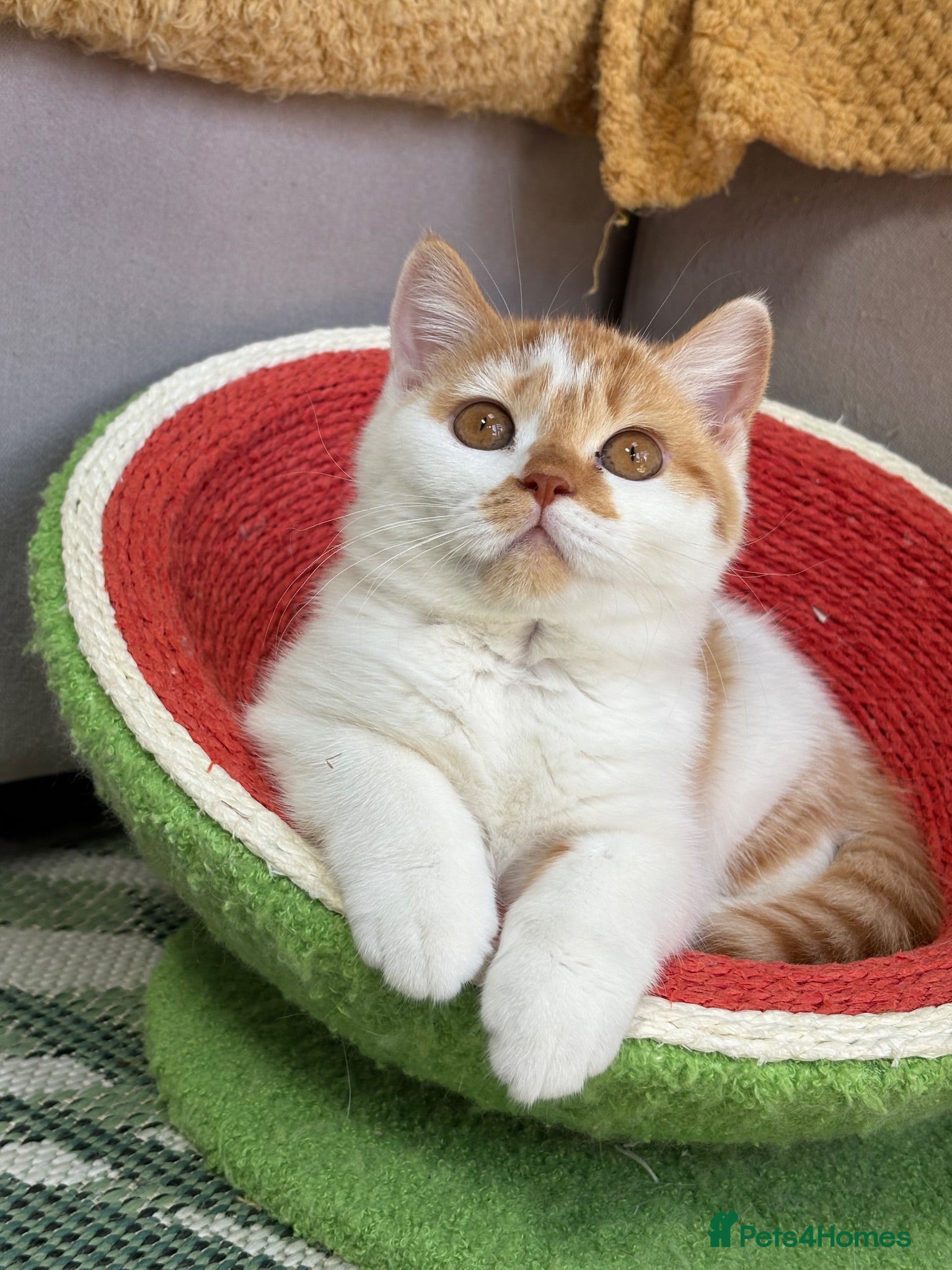 British Shorthair cats Gccf registered bsh kittens-2 left -ready now - Advert 3
