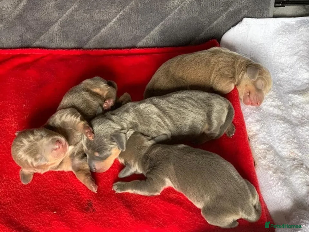 Dachshund dogs for stud: Dachshund (Miniature) Stud in Basildon - Advert 16