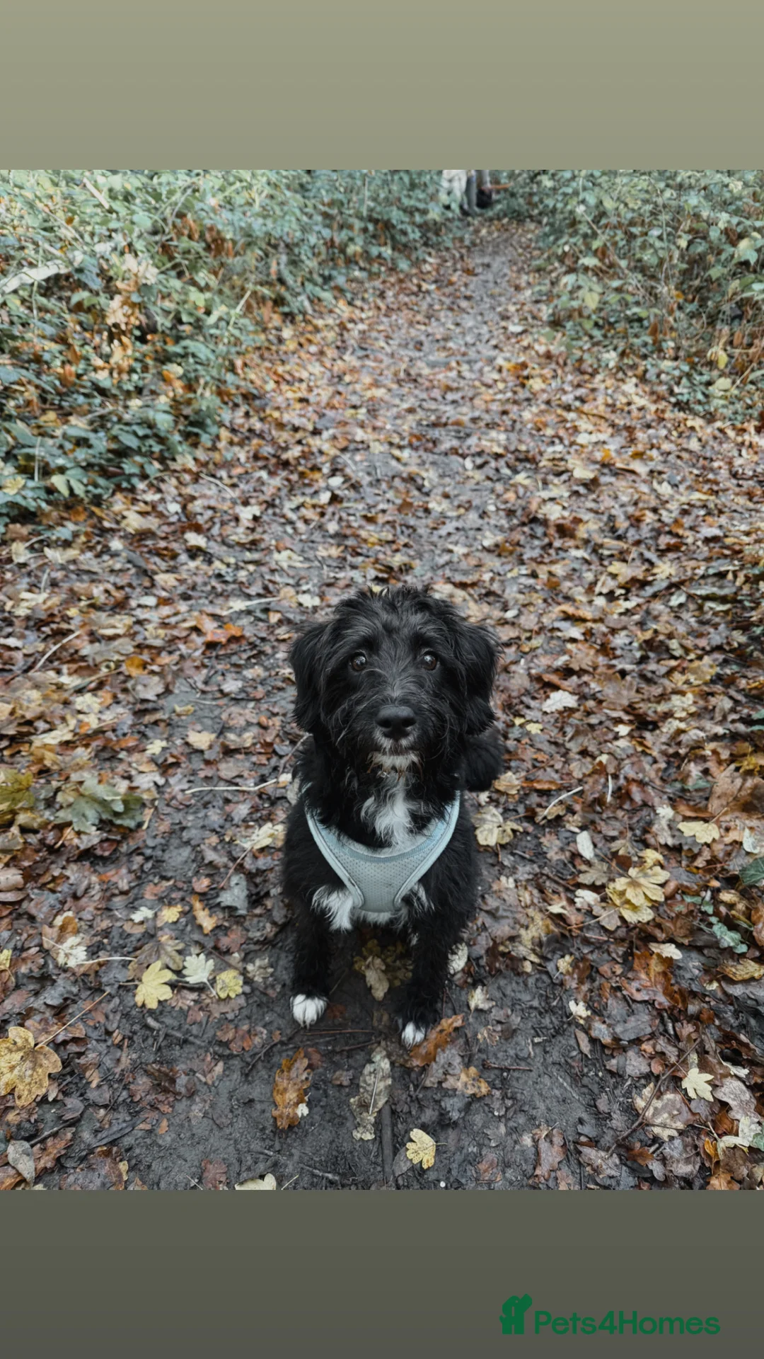 Jackapoo dogs for sale: 1 year old Jack-a-poo in Tunbridge Wells - Advert 1