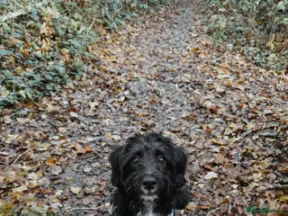 Jackapoo dogs 1 year old Jack-a-poo - Advert 1