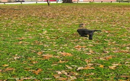 Labrador Retriever dogs for sale: Black labrador puppy for sale - Image 3