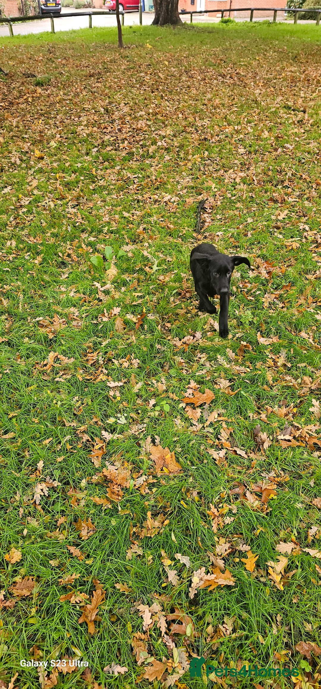 Labrador Retriever dogs for sale: Black labrador puppy for sale - Image 3