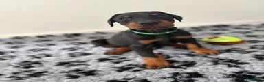 Dobermann Puppy 1