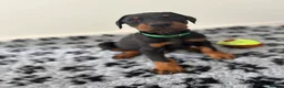 Dobermann dogs for sale: 9 Doberman Puppies- Ready to leave 6th June - Advert 23