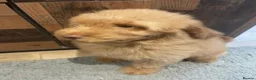 Labradoodle dogs for sale: F3 miniature labradoodles fully vac 2 boys left - Advert 8