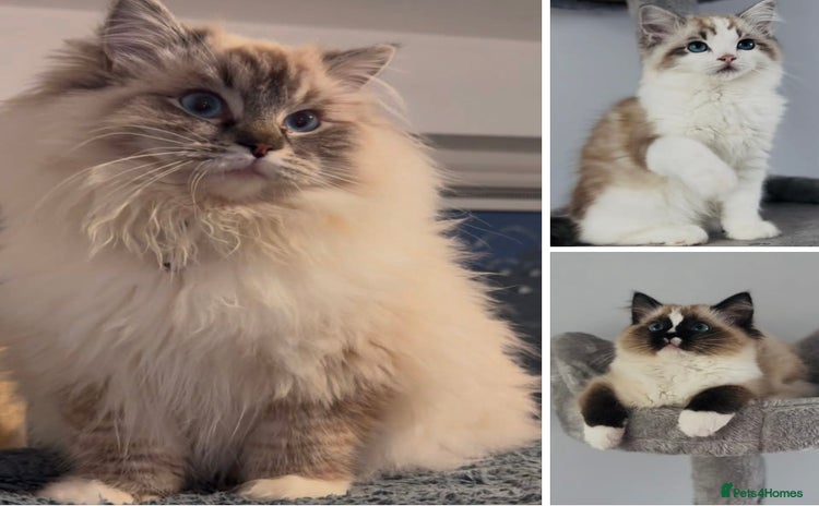 Ragdoll cats in Leicester - Advert 4