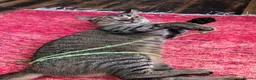 Mixed Breed cats for sale: Lovely female Tabby looking for new home  - Advert 1