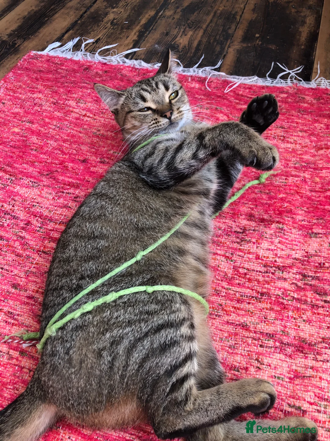 Mixed Breed cats for sale: Lovely female Tabby looking for new home  - Advert 1