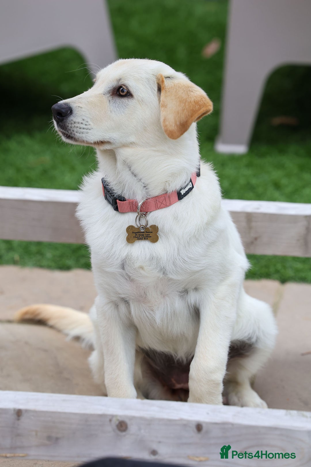 Mixed Breed dogs for adoption: Cuddly Crumble - Image 7