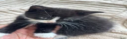 Mixed Breed cats for sale:  7-WEEK-OLD TUXEDO BOY KITTEN in London - Advert 8
