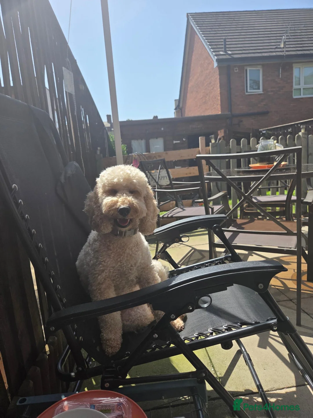 Cockapoo dogs for sale: Beautiful litter of cockerpoos - Advert 1