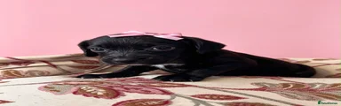 Mixed Breed 7