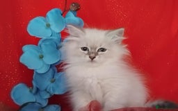 Siberian cats for sale: Siberian kittens for sale  - Image 13