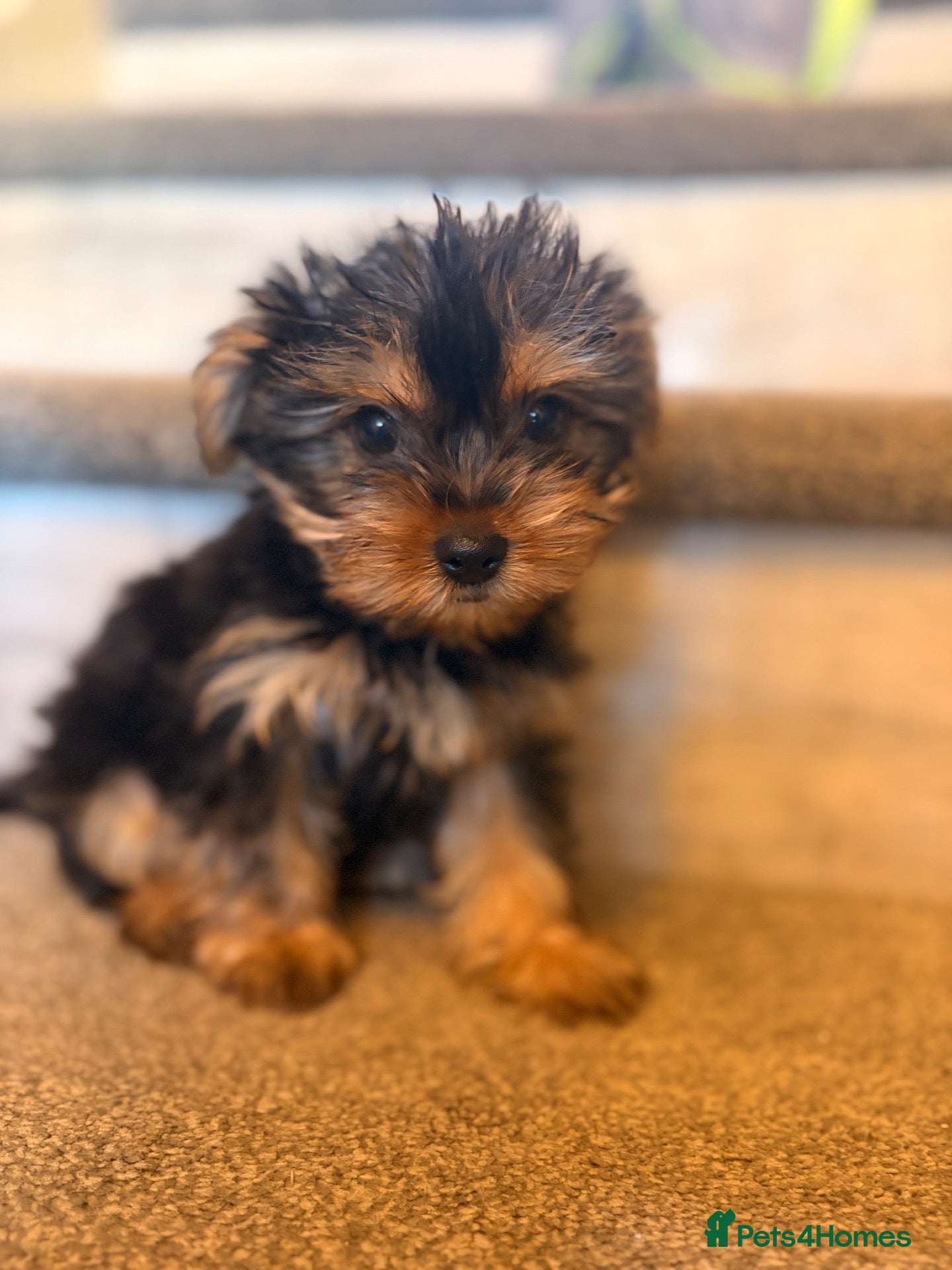 Yorkshire Terrier dogs Yorkshire Terrier BOY ONLY - Advert 2