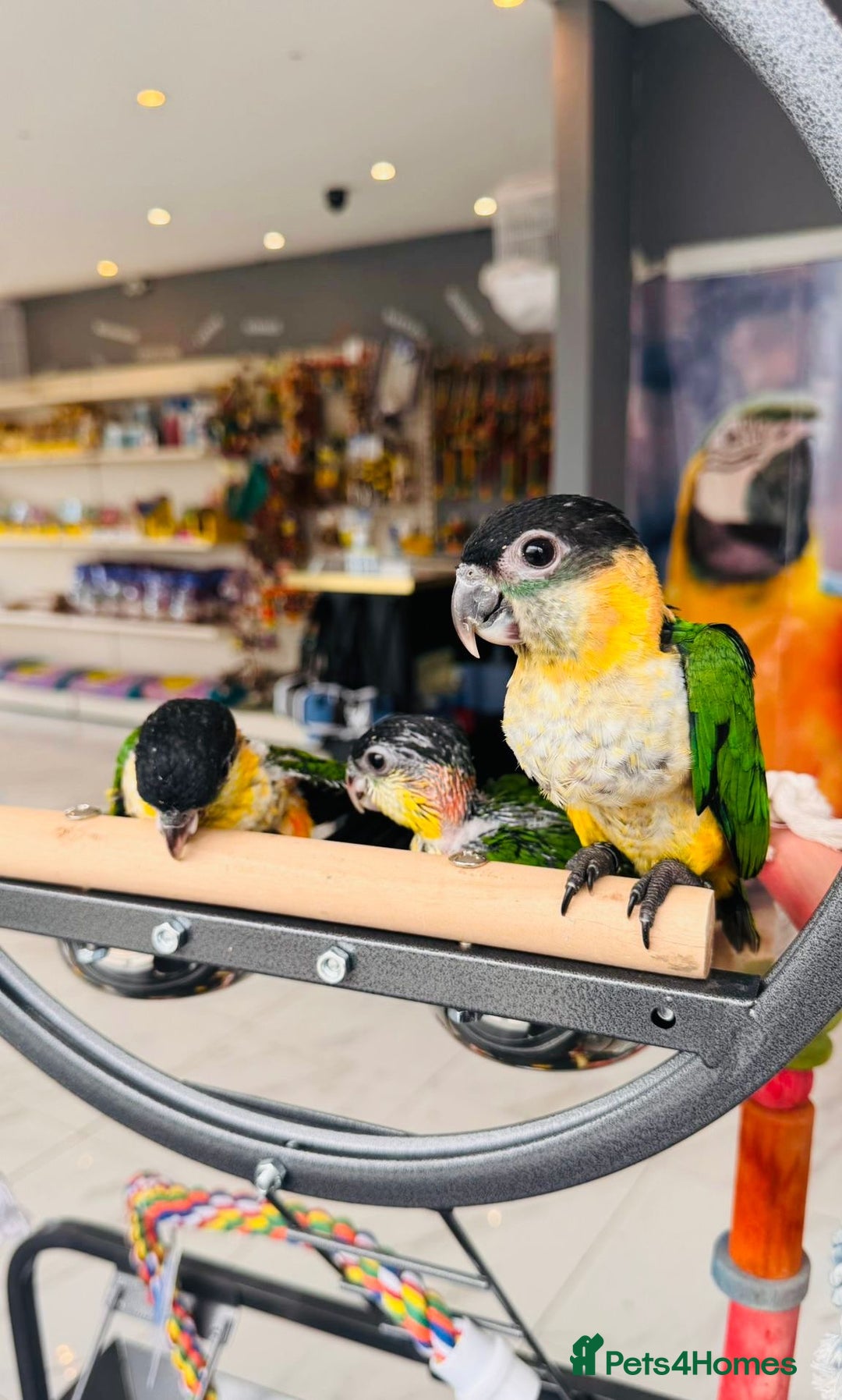 Parrots birds for sale: Parrots  - Image 21